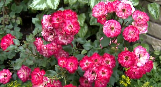 Jan Garden 1 image on Venues